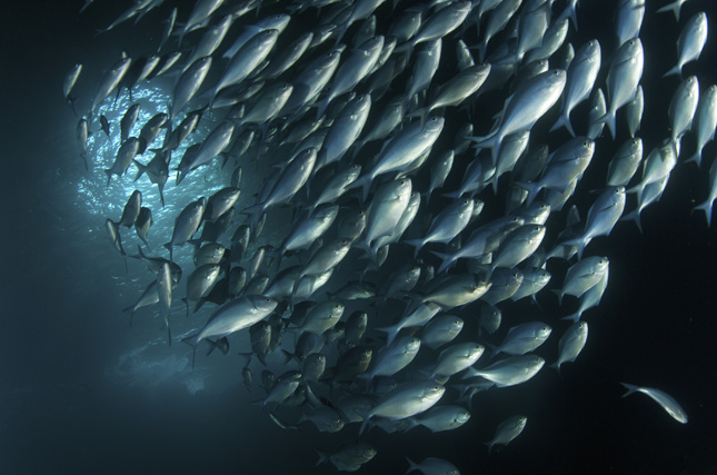 School-of-Fish
